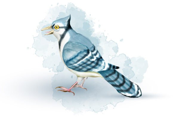 Jay Bird Watercolor Clipart Illustration Review