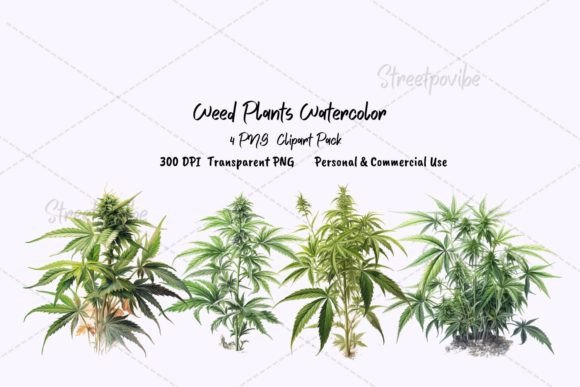 Plant Weeds Watercolor Clipart PNG Pack: Illustrations Review