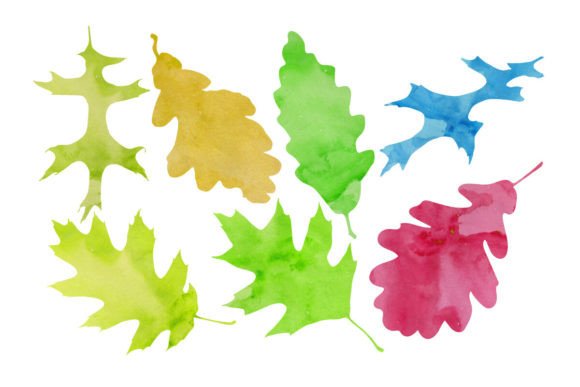 Watercolor Maple Leaf: Illustrations for Branding
